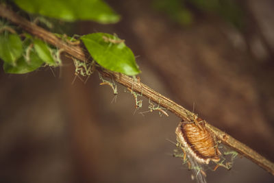 Close-up of insect on plant