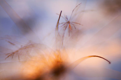 Close-up of flower against sky