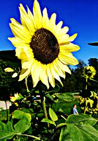 Close-up of sunflower