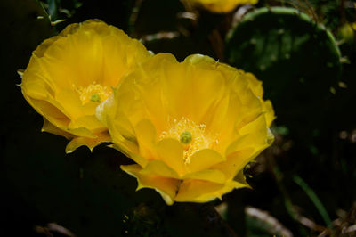 Close-up of yellow flower