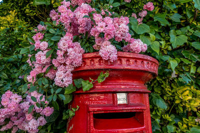 Close-up of pink flowering plants