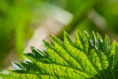 Close-up of green leaves