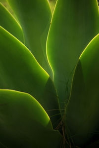 Subtropical agave at la palma