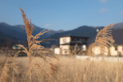 Close-up of grass growing against mountains