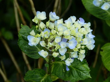 Close-up of hydrangea blooming outdoors