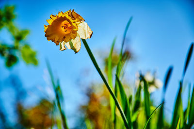 Close-up of yellow flowering plant