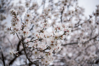 Close-up of cherry blossoms in spring