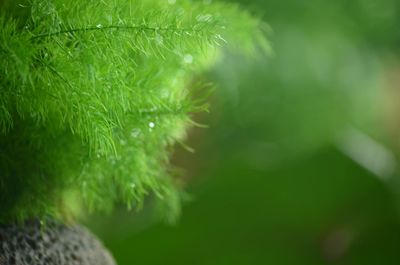 Close-up of plant against blurred background