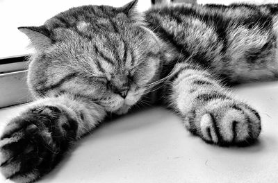 Close-up of cat sleeping on floor