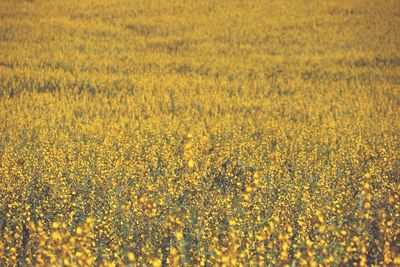 Full frame shot of yellow flowers growing in field