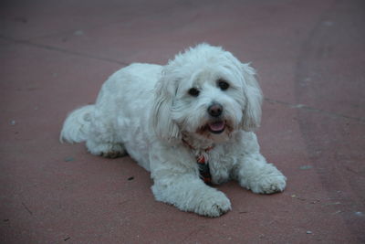 Portrait of dog