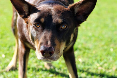 Close-up portrait of dog