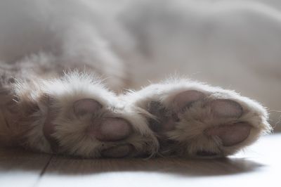 Close-up of a sleeping cat