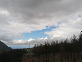 Low angle view of trees against sky