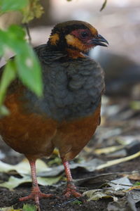 Close-up of a bird perching on a field