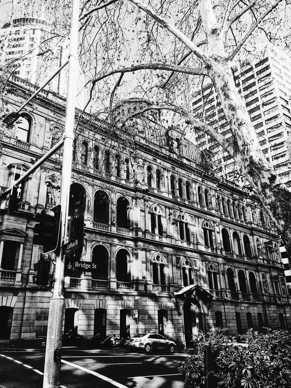 LOW ANGLE VIEW OF TREES AND BUILDINGS IN CITY