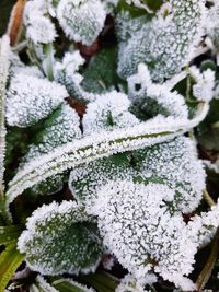 Close-up of snow covered leaves