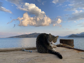 Cat looking at sea against sky