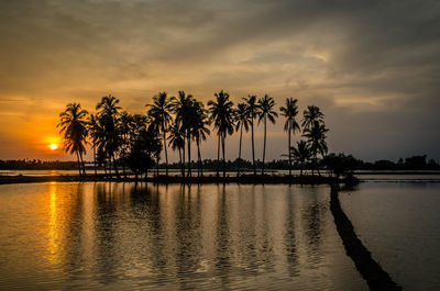 Silhouette palm trees on beach against sky during sunset