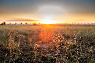 Close-up of plants on field against sky at sunset