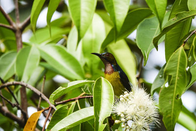 Close-up of bird perching on plant