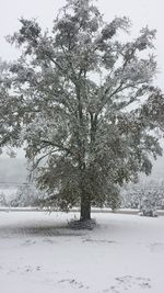Trees on snow covered landscape