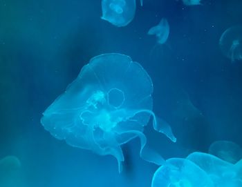 Close-up of jellyfish in sea