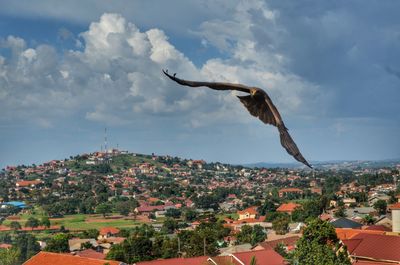 Bird flying over cityscape against sky