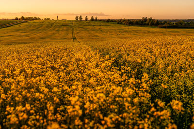 Rapeseed Field