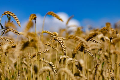 Close-up of stalks in field against sky