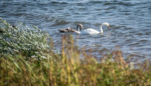 Swans swimming in lake