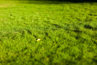 Close-up of grass on field