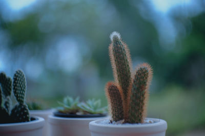 Close-up of cactus plant