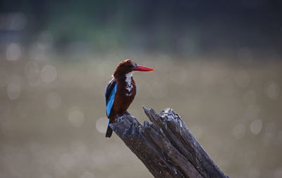 White throated kingfisher on a perch