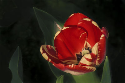 Close-up of red flower at night