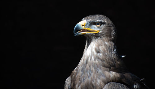 Close-up of eagle against black background