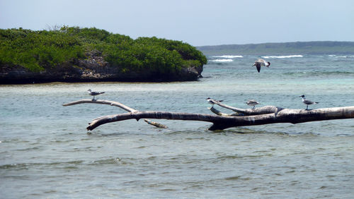 View of crab on beach