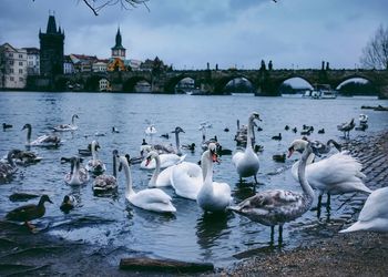 Swans in lake