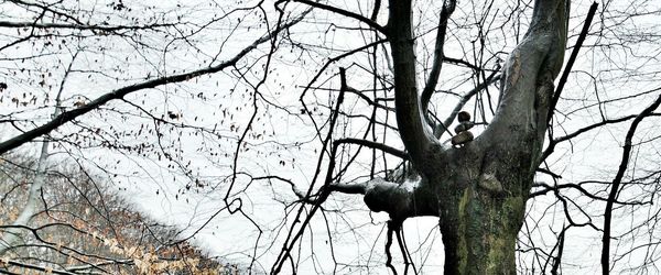 Low angle view of bare trees against sky