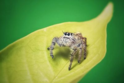 Close-up of insect on yellow flower