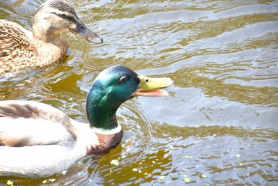 Duck swimming in lake