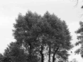 Low angle view of trees against clear sky