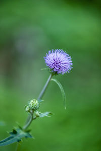 Close-up of purple flowering plant