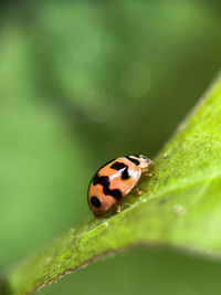 Close-up of ladybug on leaf