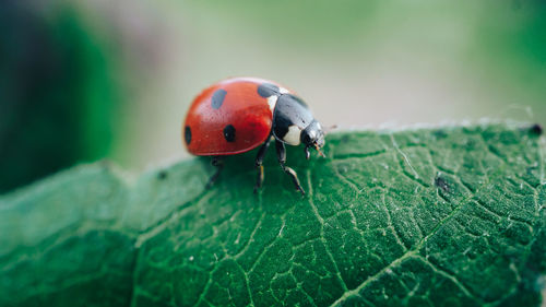 Close-up of ladybug on leaf