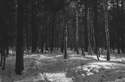 Trees in forest