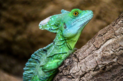 Close-up portrait of lizard on branch