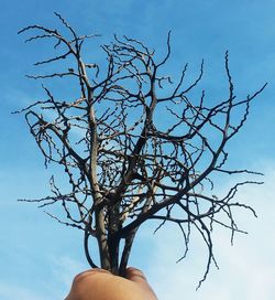 Low angle view of bare tree against clear sky