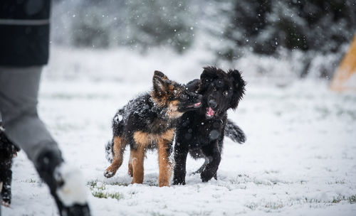 Dog on snow covered land