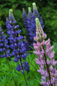 Close-up of purple flowering plant